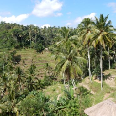 ubud-bali tegalalang rice terrace 02 (1)